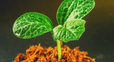 una planta pequeña