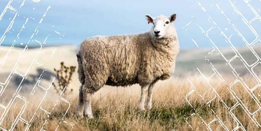 una oveja en medio de un campo