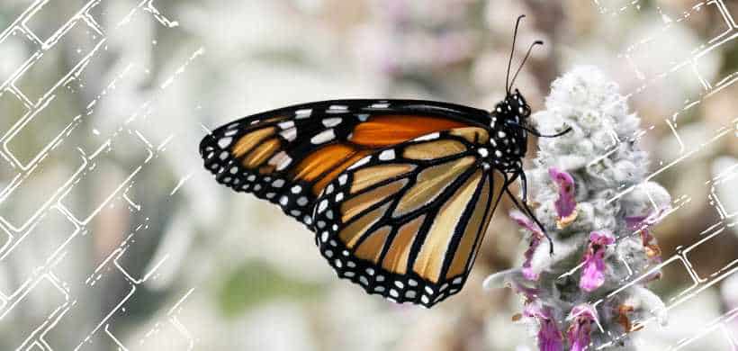 una mariposa encima de unas flores