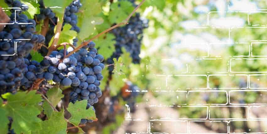 uunas ujas violetas con un viñedo atrás